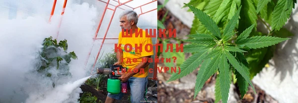 сатива Алзамай